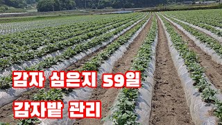 감자 심은지 59일 해야할 일 [감자재배방법]