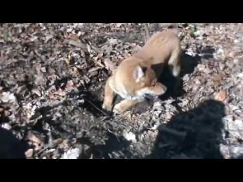 comment trouver un akita inu