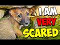 We Rescued a Scared Puppy DEFAULT Thumbnail