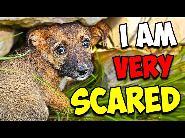We Rescued a Scared Puppy SDDEFAULT Thumbnail