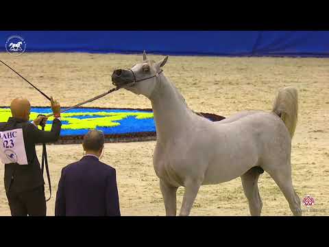 N 123 NABIL ALSAKAB   Dubai Arabian Horse Show 2020   Colts 3 Years Old Class 11