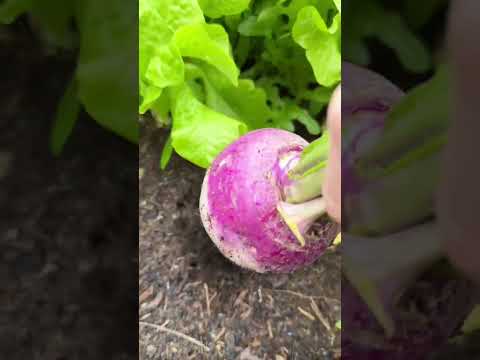Let’s pull a turnip! #shorts #turnip #raisedbedgardening