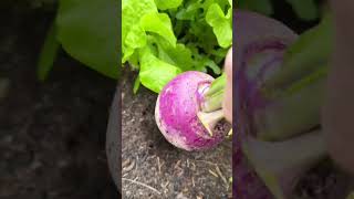 Download lagu Let’s pull a turnip! #shorts #turnip #raisedbedgardening mp3