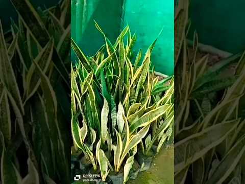 ornamental plant #nature #beverage #indoorplantplantnursery