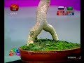 nugasewana-bonsai-trees-14-06-2018