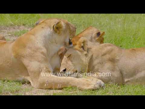 Lion love: African Lionesses trio bonding at Masai Mara National Reserve in Kenya, Africa