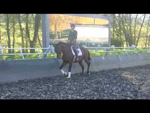 "Emmerson" KWPN - Hengst geb. 2009 For Romadour x Jazz