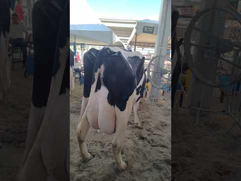 lindas vacas na exposição Agro show em itaíba Pernambuco