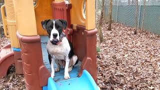 Video preview image #1 Boxer-Pointer Mix Puppy For Sale in McCormick, SC, USA