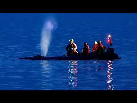 Video Thumbnail: Schwindende Hoffnung: Retter wollen gestrandeten Buckelwal an der deutschen Ostsee befreien