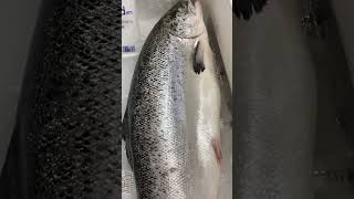 Cá Hồi Nauy Nguyên Con Tươi - GIAO HÀNG TRONG 2H. Mua Ngay!