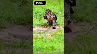 Download lagu Burung garuda | pakshi garuda | e#shorts #youtubeshorts #shortsvideo #short #shortvideo mp3