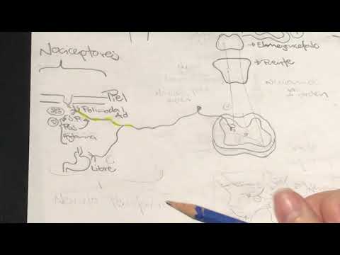 Neurofisiología del dolor