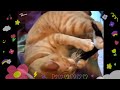 Cute Orange Tabby Cat S Full Catniption With His New Toys WujiKitty
