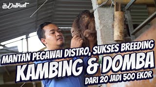 Download lagu Inspiratif, Mantan Karyawan Distro Sukses Ternak Kambing Dan Domba, Dari 20 Jadi 500 Ekor mp3