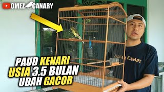 Download lagu This is my way of making Paud Canaries sing quickly mp3