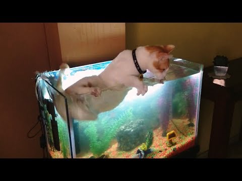 Funny car videos - Cat Vs Aquarium