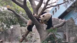 20220418 Giant Panda Le Le don&#39;t wanna go home 大熊猫叻叻之收猫记 @ 新加坡河川生态园