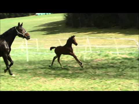 RPZ Fohlen 2015: RPZ Delissimo Hengstfohlen von Destano x Rohdiamant