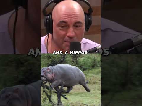 Surviving a Hippo Attack 🤯🦛