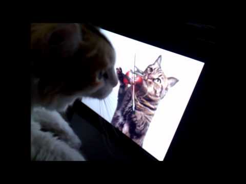 Happy Birthday Manja 2011