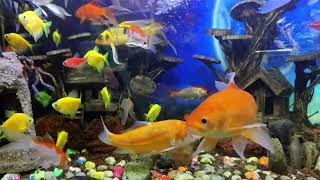 Koi fish aamr // Aquarium piano sounds