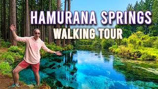Hamurana Springs Rotorua - Travel Vlog New Zealand 4K Nature | Walking Video (Tr