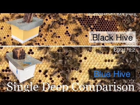 Black and Blue Hive Buildup - Aussie Bee Keeping - 5-Mar-22