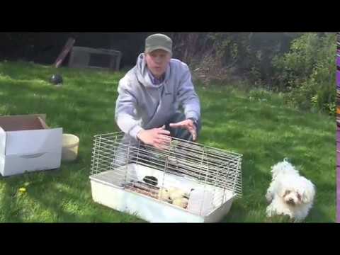 , title : 'Comment élever des poulets fermiers chez soi ? (partie 1 : les poussins)'