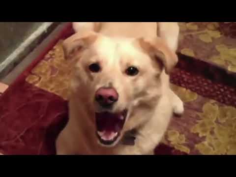 The Pet Shop Boys - I Want a Dog (Music Video)