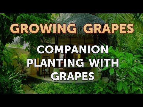 What Type of Fertilizer to Use on Grape Vines