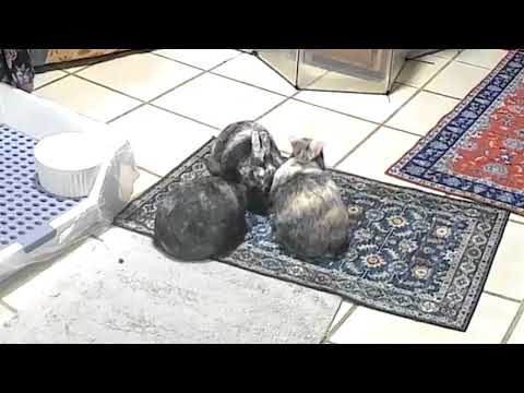 Padma, Pilar & Pascal