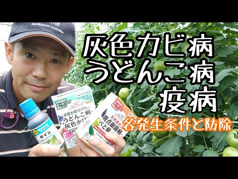 トマトの一般的な病気 予防方法 根尖壊死を認識する 治療する