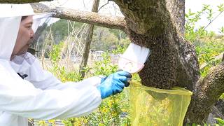 女王蜂と1万匹の働き蜂の旅立ち 〜春のニホンミツバチ分蜂捕獲〜