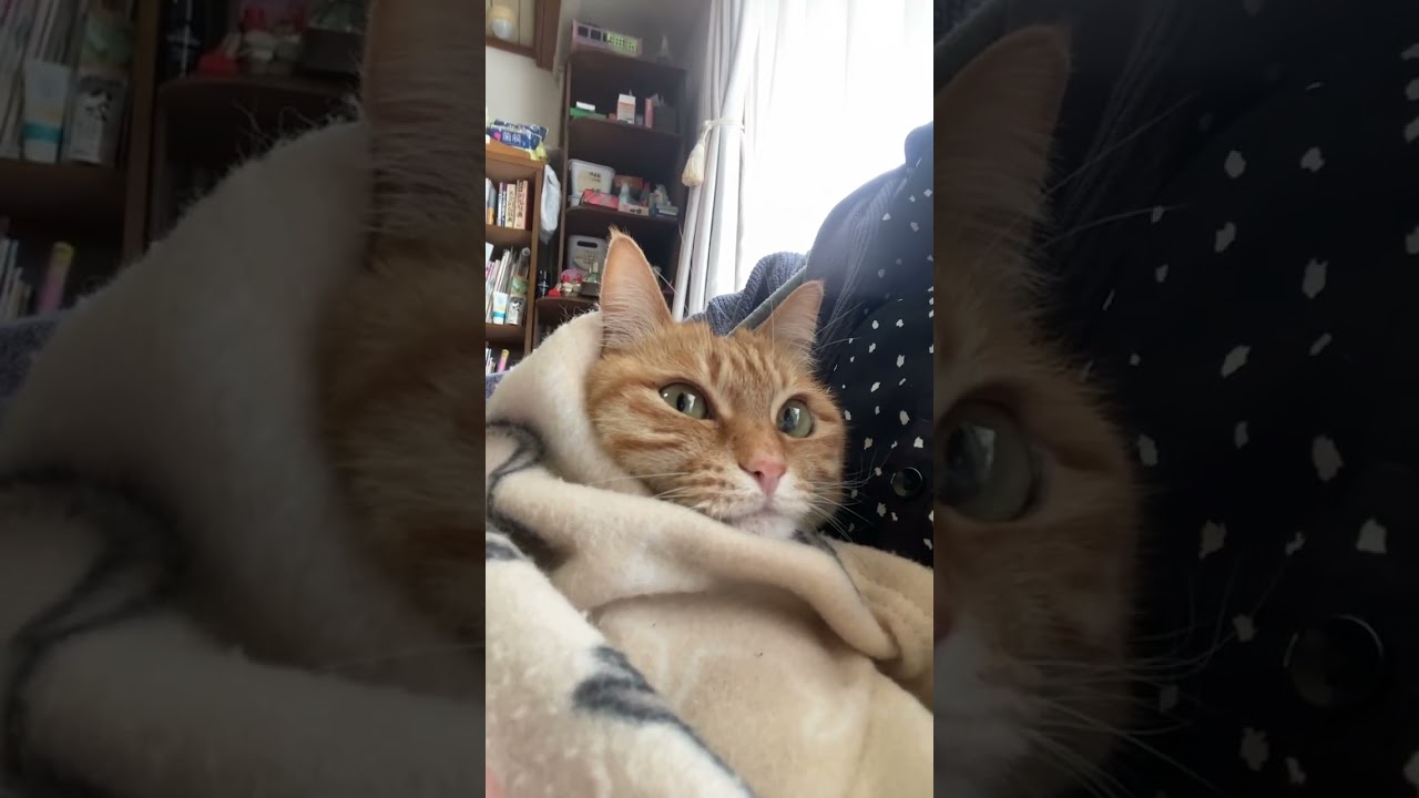 #shorts #猫shorts #catshorts #fyp #おすすめ #猫 #子猫 #cat #catlover #癒し #かわいい #猫のいる暮らし #猫好きさんと繋がりたい #癒しの猫時間