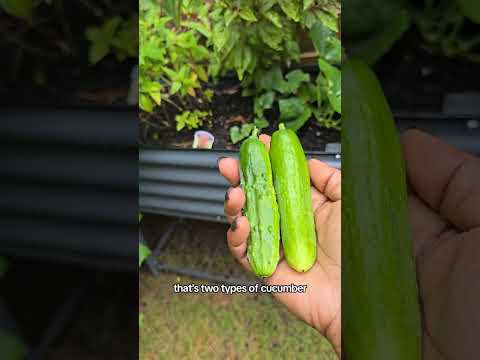 Burpless cucumbers vs other cucumbers 🥒 #gardening