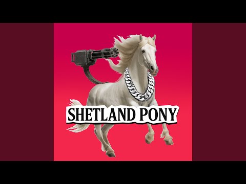 Shetland Pony