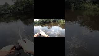 TUCUNARE PINIMA QUE PARECE UMA PINTURA