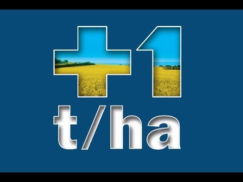 +1 t/ha termés a Dekalb CL repcével