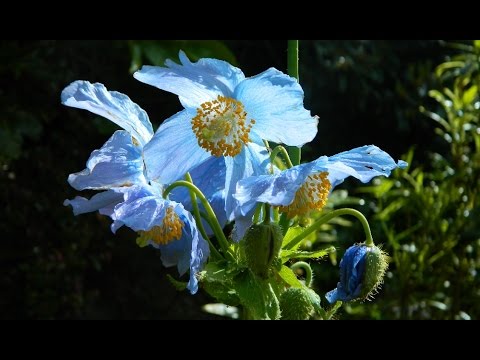 Meconopsis - some aspects of propagation & care