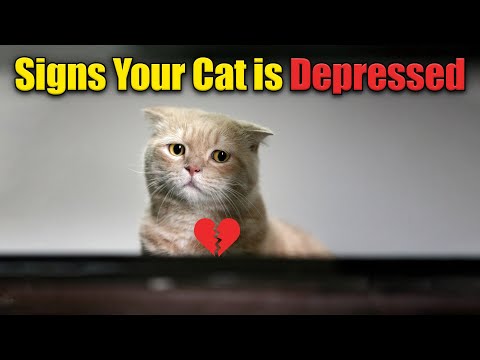 10 Signs Your Cat Is Depressed (NEVER IGNORE)