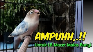 Download lagu NGEKEK PANJANG GAYA MEWAH, Pancingan Lovebird Paling AMPUH Untuk Labet Macet Malas Bunyi mp3 Download lagu NGEKEK PANJANG GAYA MEWAH, Pancingan Lovebird Paling AMPUH Untuk Labet Macet Malas Bunyi mp3