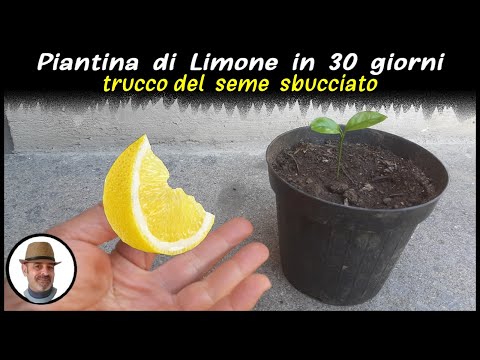 , title : 'PIANTA DI LIMONE IN 30 GIORNI, trucco infallibile (LEMON PLANT 30 DAYS, PLANTA DE LIMÓN EN 30 DÍAS)'