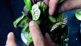 Plant-B12 Cephalotus 'Bubble Giant' - bi-weekly maintenance – 10/6/24