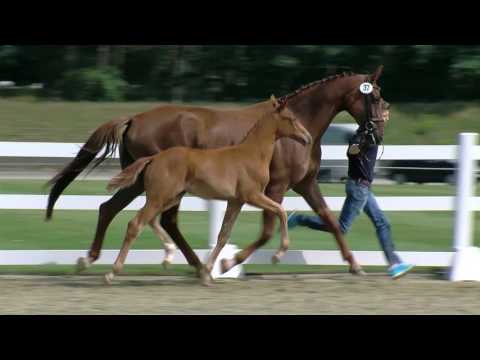 St v Escolar x Fuerst Romancier x Sandro Hit 2017