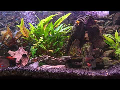 Smooth Jazz & Relaxing Aquarium 4K | New 2021 Relaxing Study Music |  [ No Copyright Music ]