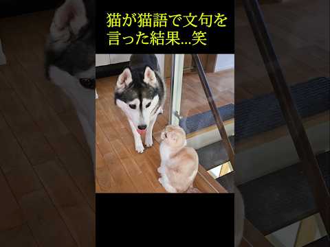 猫がハスキー犬に猫語で文句を言った結果...笑#shorts