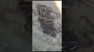 Смотрите Ради Аллаха и задумайтесь