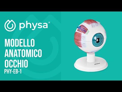 Video - Modello anatomico occhio - 6:1