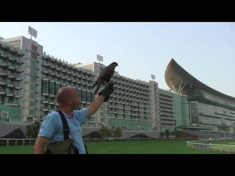 download lagu mp3 mp4 Bird Pest Control Dubai, download lagu Bird Pest Control Dubai gratis, unduh video klip Bird Pest Control Dubai
